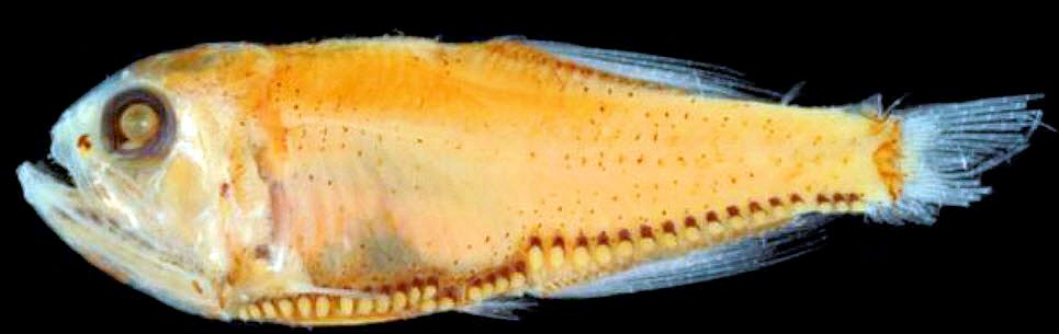 Margrethia obtusirostra_02.jpg